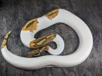yellowbelly ghost pied male b.jpg