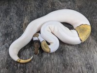 mojave pied het ghost male.jpg