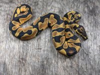od dh ghost pied male 2.jpg