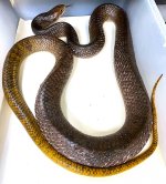 Yellow Tail.jpg