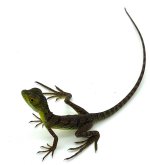 Green Bask.jpg