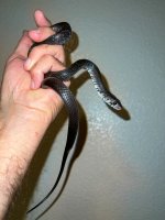 IMG_1565.jpg
