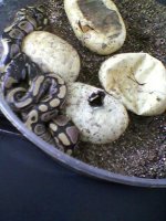 hatching ball eggs 10-29-10.jpg