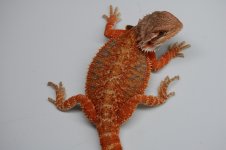 DSC_1011.jpg