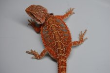 DSC_1038.jpg