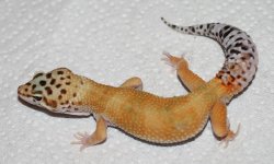 renu10m1.jpg