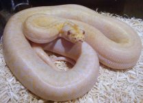 snakes 028.jpg