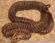snakes 036.jpg