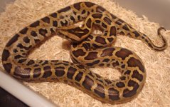 snakes 044.jpg