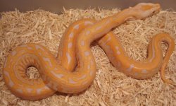 snakes 040.jpg