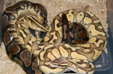 Calico & lesser pastel.jpg