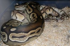Cinnamon & lesser pastel.jpg