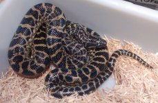 snakes 032.jpg