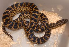 snakes 033.jpg
