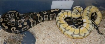 KillerBee & Mojave.jpg