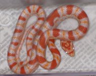 female amel Okeetee.jpg