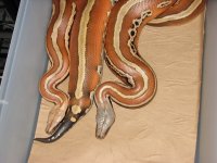 IMG_0540.jpg