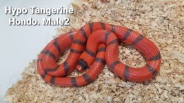 HypoTangMale2.jpg
