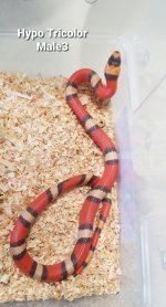 HypoTriMale3.jpg