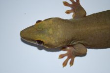 DSC_0016.jpg