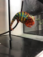ambi 4 dam's sire.jpg