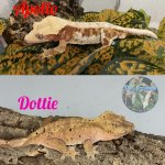 Apollo x Dottie .jpg