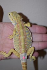 Female Hypo Citrus Tiger leatherback 16.jpg