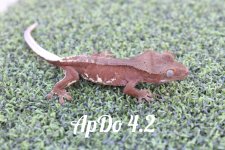 IMG_1307.jpg