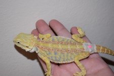 Female Hypo Citrus Tiger leatherback 16..jpg