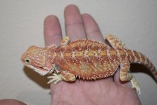 Red Male Hypo 17.jpg