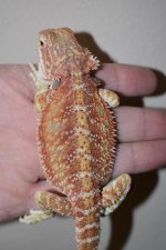 Red Male Hypo 17..jpg