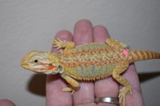 Female Hypo Citrus Tiger 22.jpg