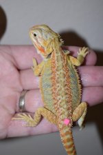Female Hypo Citrus Tiger 22..jpg