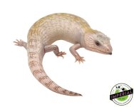 ivory-northern-blue-tongue-skink-for-sale.jpg
