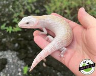 ivory-blue-tongue-skink-for-sale.jpg