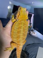 Stripe_Male_02b.jpg