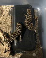 viper 2021 pair for sale.jpg