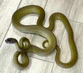 male5_olive.jpg