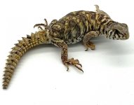 ornate2female (1).jpg
