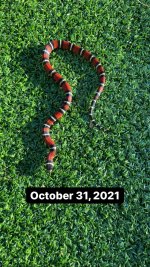 6E7C5098-130A-4B09-A0D7-194DC36401E9.jpg