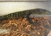 croc.jpg