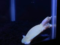 albino chinese softshell 4.jpg