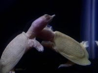albino chinese softshell black sand 1.jpg