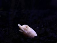 albino chinese softshell black sand.jpg