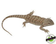citrus-bearded-dragon-for-sale_b22ac314-adf8-438a-b224-1f14c56434db_960x.png
