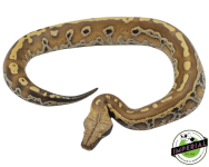 het-t-negative-blood-python-for-sale_960x.png
