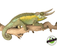 rainbow-jacksons-chameleon-for-sale_960x.png