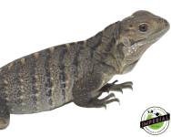 cuban-rock-iguana-for-sale_1080x.png