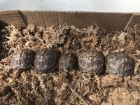hatchlings.jpg