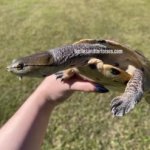 Argentine Sideneck Turtles (Phrynops hilarii) CB 2016 1.jpeg